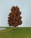 chestnut tree late fall Profi